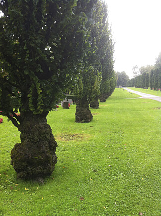 Utsnitt av almealle Utsnitt av almealle