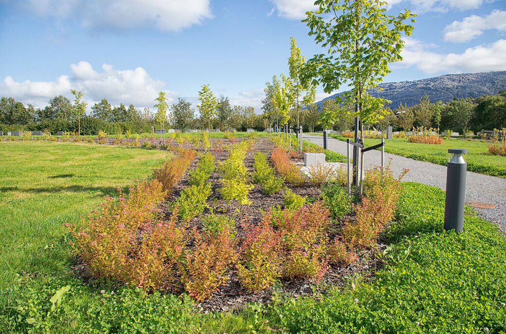 For plantefeltene er det lagt vekt på blomstring gjennom hele vekstsesongen og dominans av røde farger på bladverket på høsten. De røde høstfargene framhever linjene i landskapsrommene. Ytterste rekke Spiraea japonica "Froebelii" - Rosespirea. Innenfor denne Spiraea betulifolia "Tor" - Bjørkespirea. De lysegrønne i midten, bak rekken med bjørkebladspirea er Syringa wolfi "San" - Fjellsyrin. Treet til høyre er Acer platanoides "Ultuna" - spisslønn. For plantefeltene er det lagt vekt på blomstring gjennom hele vekstsesongen og dominans av røde farger på bladverket på høsten. De røde høstfargene framhever linjene i landskapsrommene. Ytterste rekke Spiraea japonica "Froebelii" - Rosespirea. Innenfor denne Spiraea betulifolia "Tor" - Bjørkespirea. De lysegrønne i midten, bak rekken med bjørkebladspirea er Syringa wolfi "San" - Fjellsyrin. Treet til høyre er Acer platanoides "Ultuna" - spisslønn.