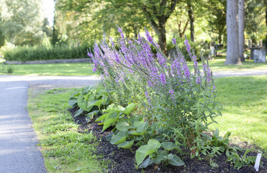 <span class=" italic" data-lab-italic_desktop="italic"><span class=" font-weight-bold" data-lab-font_weight_desktop="font-weight-bold">Pollinatorvennlige stauder som kattehale er benyttet i fellesbed.</span></span> <span class=" italic" data-lab-italic_desktop="italic"><span class=" font-weight-bold" data-lab-font_weight_desktop="font-weight-bold">Pollinatorvennlige stauder som kattehale er benyttet i fellesbed.</span></span>