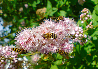 <span class=" italic" data-lab-italic_desktop="italic"><span class=" font-weight-bold" data-lab-font_weight_desktop="font-weight-bold">Blomsterfluene truer ingen.</span></span> <span class=" italic" data-lab-italic_desktop="italic"><span class=" font-weight-bold" data-lab-font_weight_desktop="font-weight-bold">Blomsterfluene truer ingen.</span></span>
