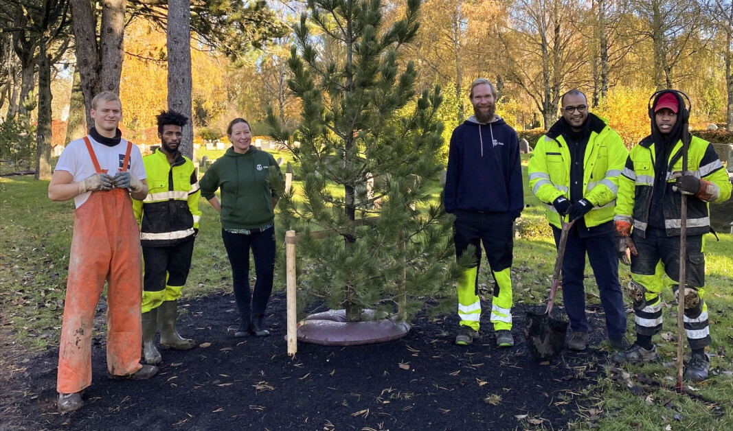 Oslo skal bli grønnere, også ved hjelp av prosjektet Oslotrær som medfører planting av 100.000 nye trær innen 2030. Oslo skal bli grønnere, også ved hjelp av prosjektet Oslotrær som medfører planting av 100.000 nye trær innen 2030.