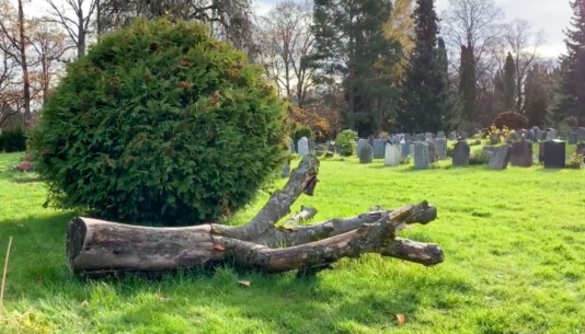 <span class=" italic" data-lab-italic_desktop="italic"><span class=" font-weight-bold" data-lab-font_weight_desktop="font-weight-bold">En morknende trestamme, rik på naturmangfold, er naturens egen skulptur.</span></span> <span class=" italic" data-lab-italic_desktop="italic"><span class=" font-weight-bold" data-lab-font_weight_desktop="font-weight-bold">En morknende trestamme, rik på naturmangfold, er naturens egen skulptur.</span></span>