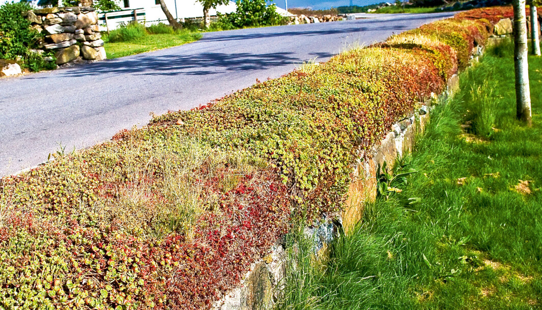 <span class=" italic" data-lab-italic_desktop="italic"><span class=" font-weight-bold" data-lab-font_weight_desktop="font-weight-bold">Bergknapp (sedum) er et eldoradoi for insekter.</span></span> <span class=" italic" data-lab-italic_desktop="italic"><span class=" font-weight-bold" data-lab-font_weight_desktop="font-weight-bold">Bergknapp (sedum) er et eldoradoi for insekter.</span></span>